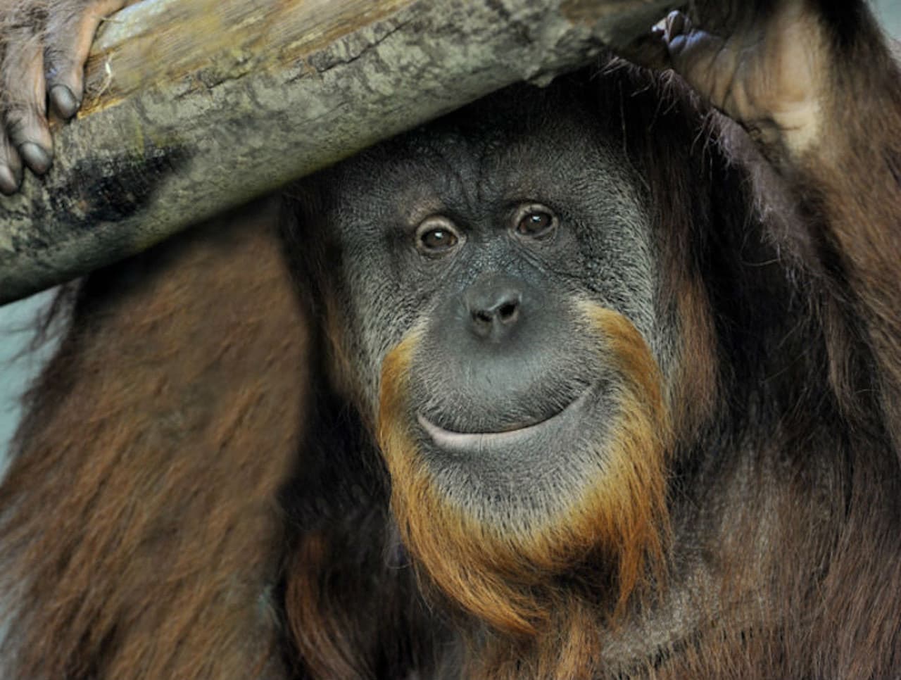 Bioparco: The Zoo of Rome - სურათი 11