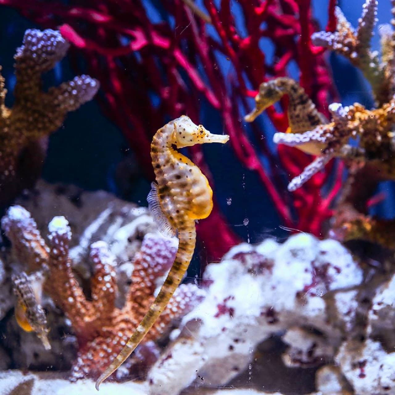Dubai Aquarium and Underwater Zoo Ticket - სურათი 10