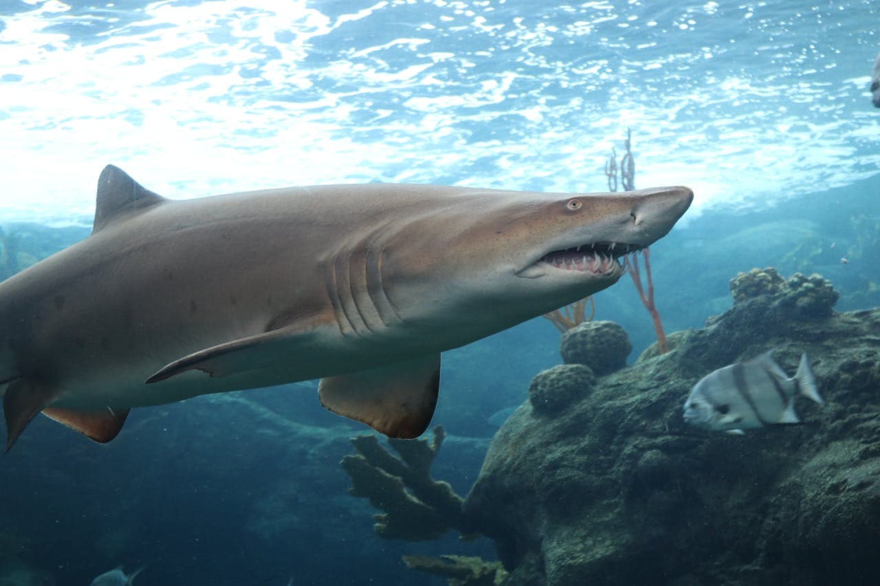 The Florida Aquarium Ticket - სურათი 3