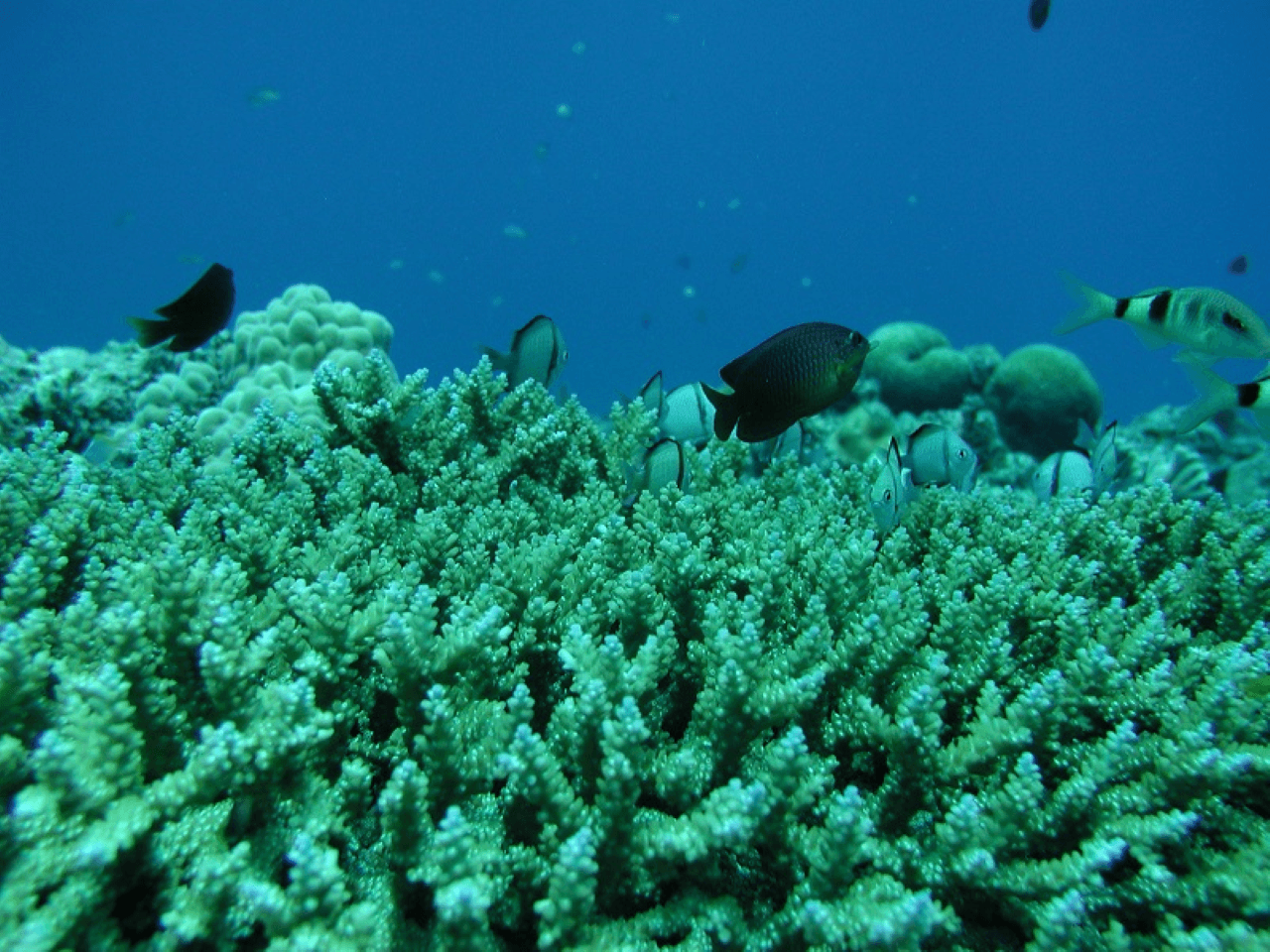 Okinawa Glass Bottom Boat Tour - სურათი 2