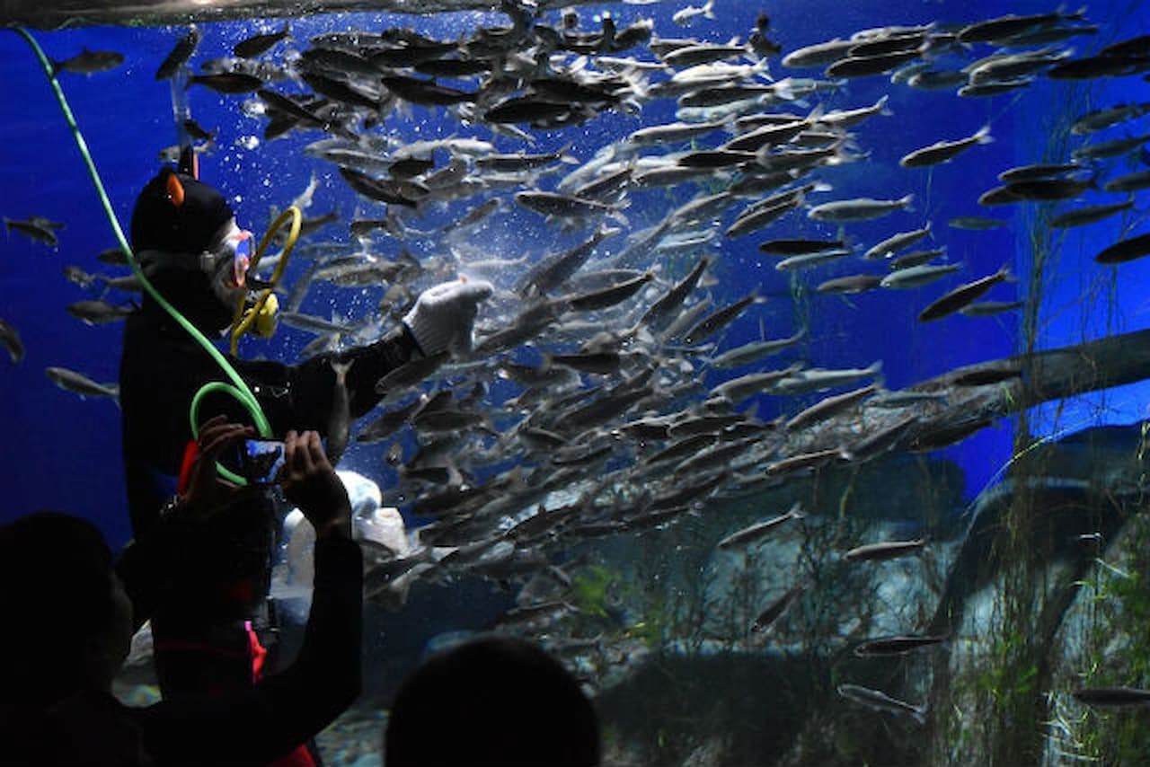 Salmon Hometown Chitose Aquarium Ticket - სურათი 9