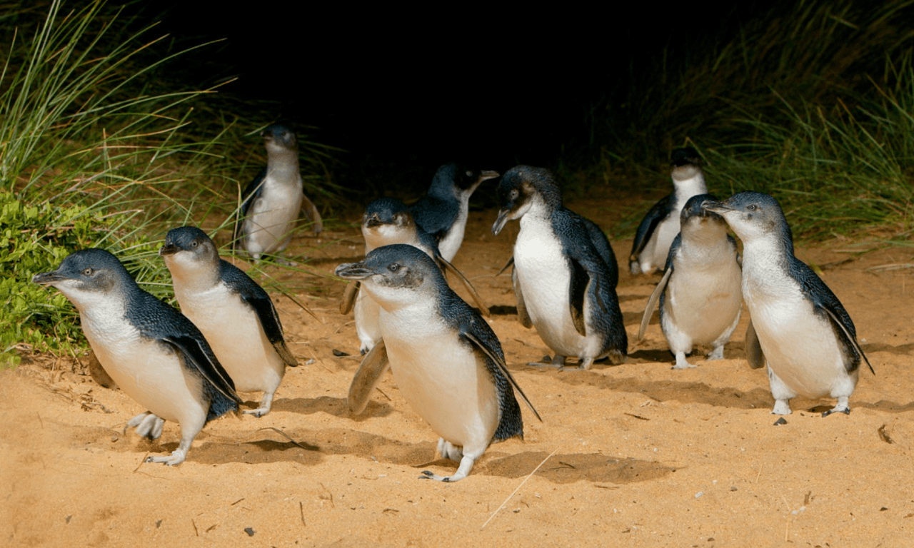 Melbourne City Discovery Tour with Penguin Parade - მთავარი სურათი