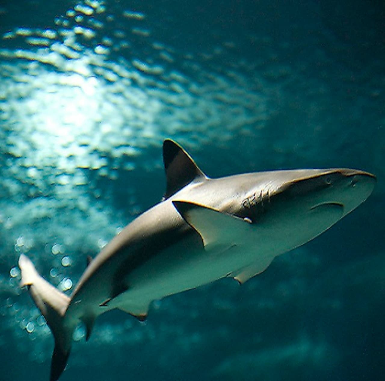 Lanzarote Aquarium Ticket - სურათი 3