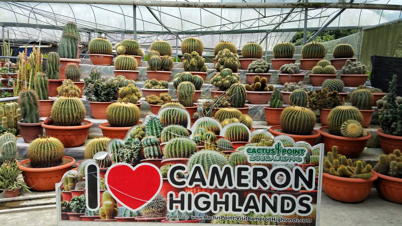 Cameron Highlands Tour from Kuala Lumpur - სურათი 14