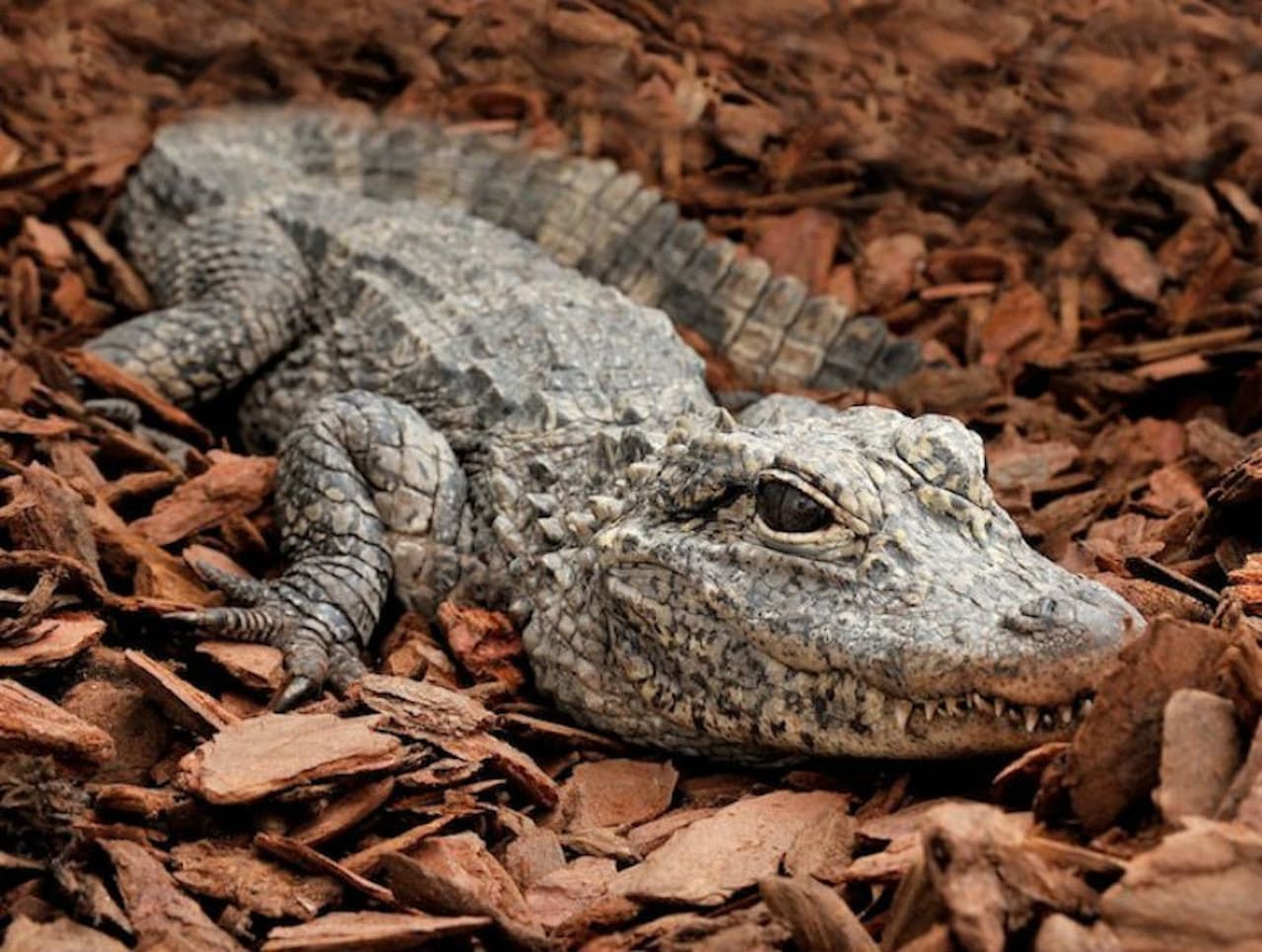 Bioparco: The Zoo of Rome - სურათი 5