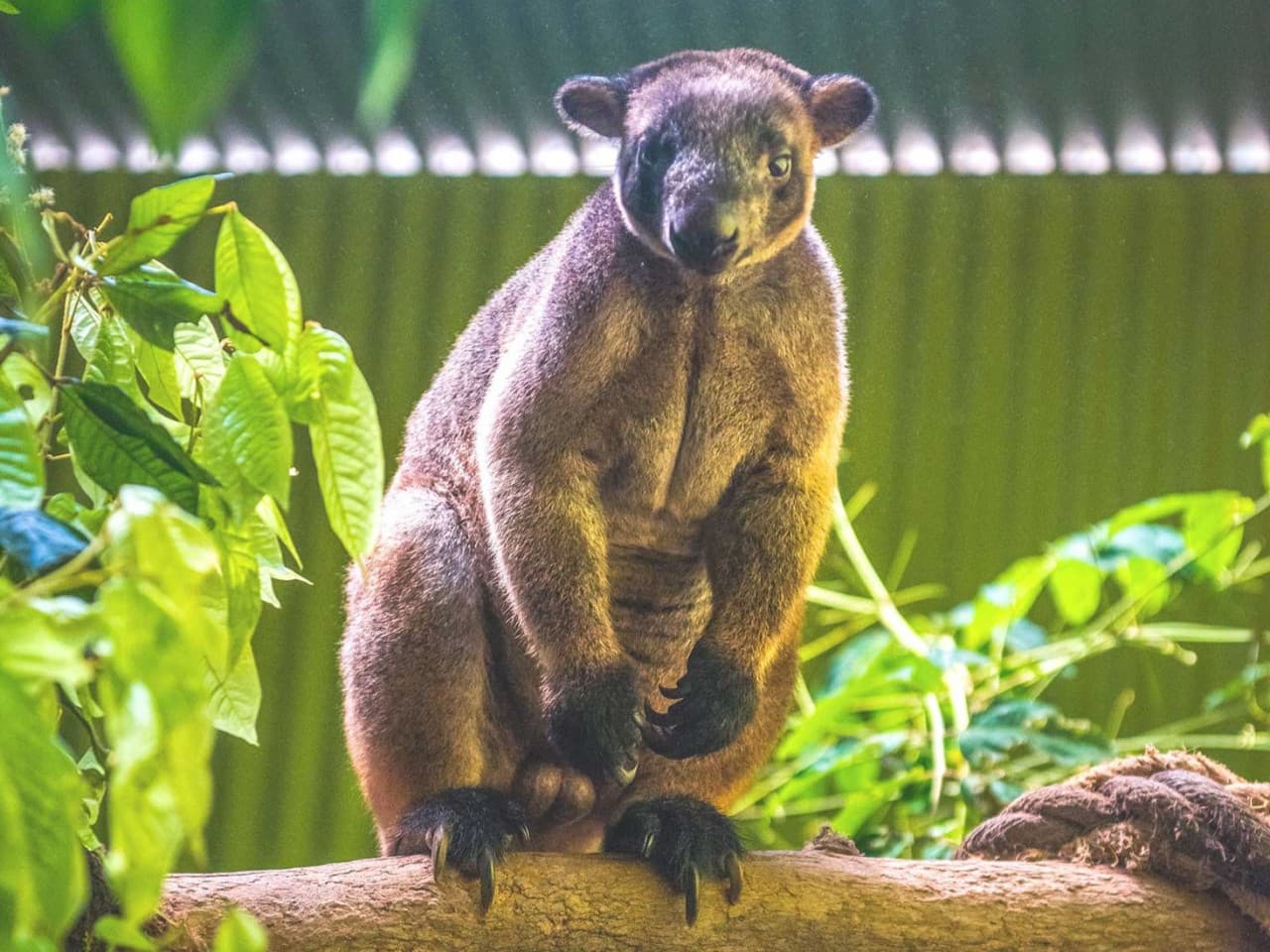 Kuranda Rainforestation Nature Park Full-Day Tour from Cairns - სურათი 14