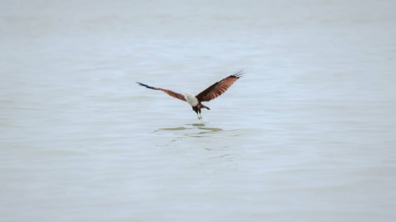 Eagle Watching Experience in Kuala Selangor - სურათი 2