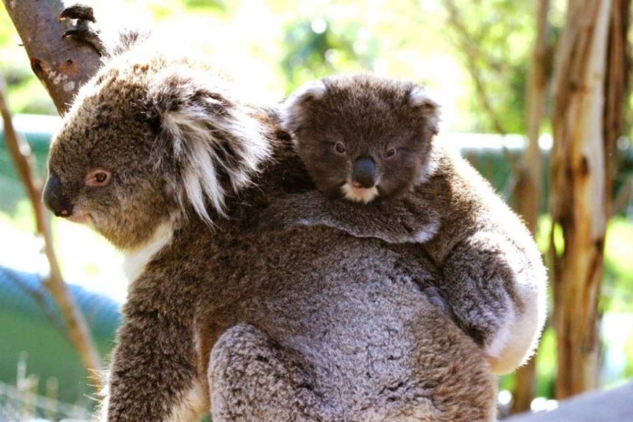 Phillip Island Nature Parks - Three-Park Pass - სურათი 2