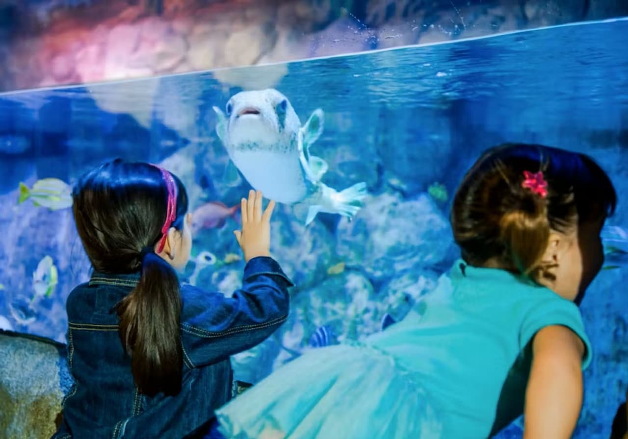SEA LIFE New Jersey Aquarium Ticket - სურათი 7