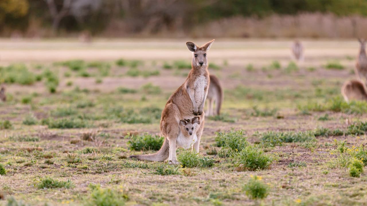 Kangaroos and Koalas Tour with Morning Tea from Gold Coast - მთავარი სურათი