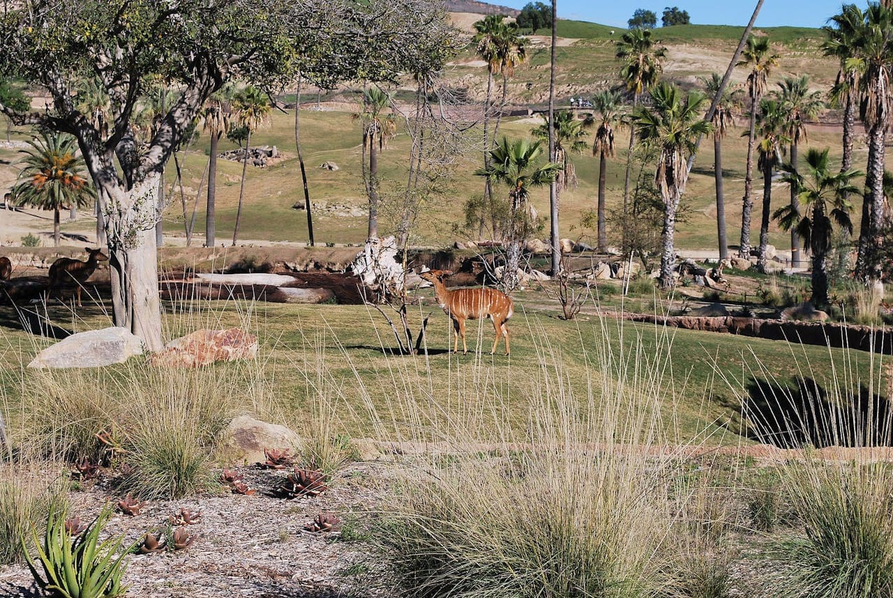 San Diego Zoo Safari Park Ticket - სურათი 4