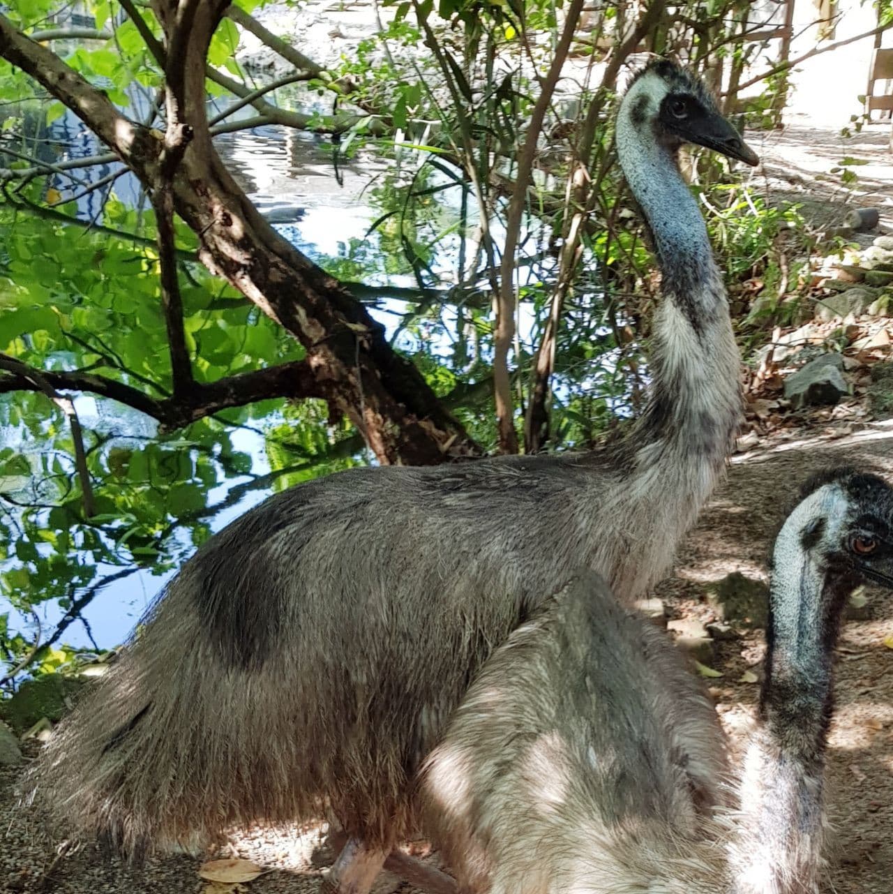 Penang Bird Park - სურათი 7