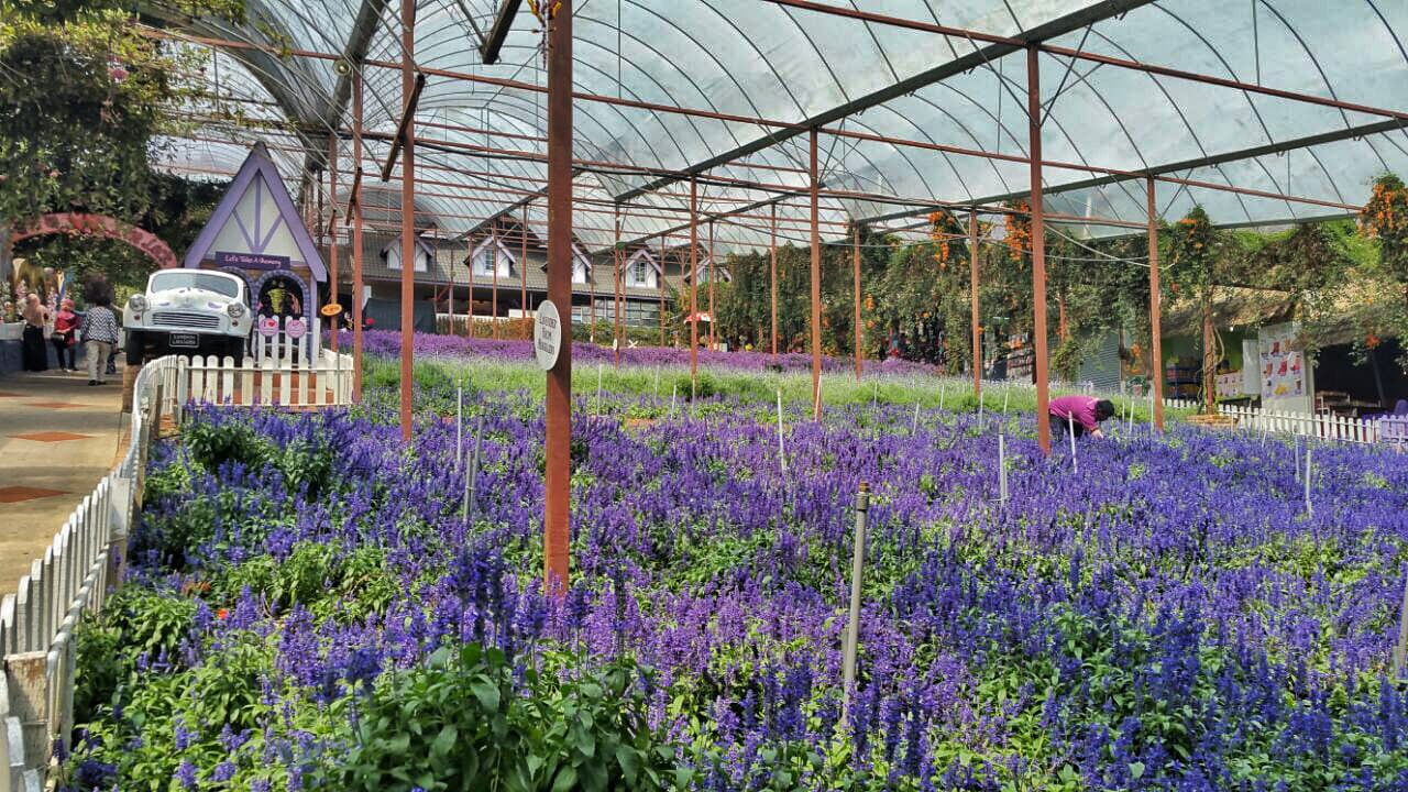 Cameron Highlands Tour from Kuala Lumpur - სურათი 12