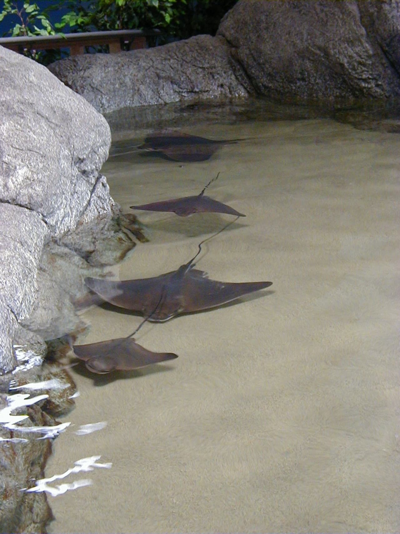 Aquarium of the Bay Ticket - სურათი 7