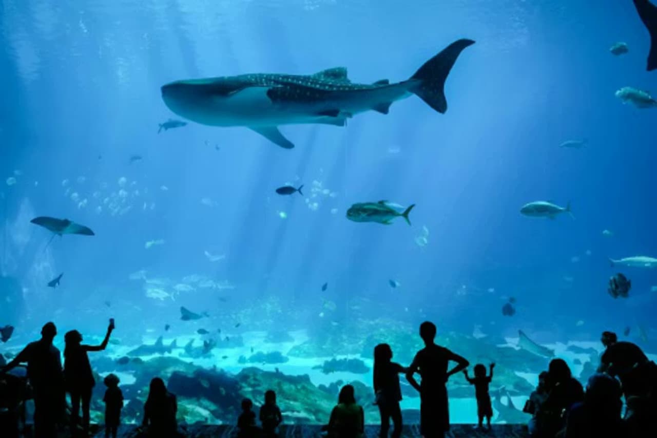 Georgia Aquarium: Fast Track Ticket - სურათი 10