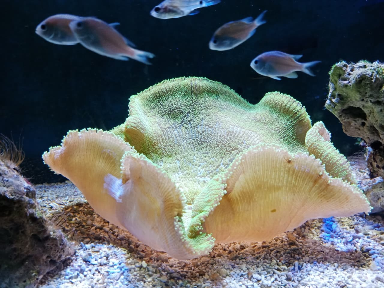Underwater World Langkawi Ticket - სურათი 4