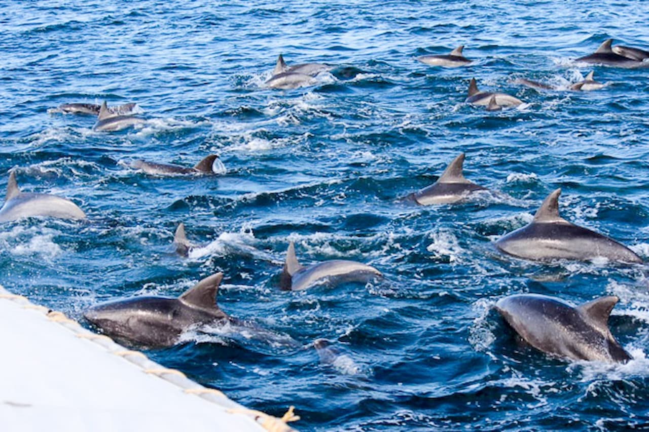 Dolphin Watching Experience in Amakusa - სურათი 2