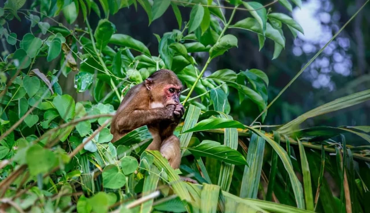 Langkawi Rainforest After Dark - სურათი 4