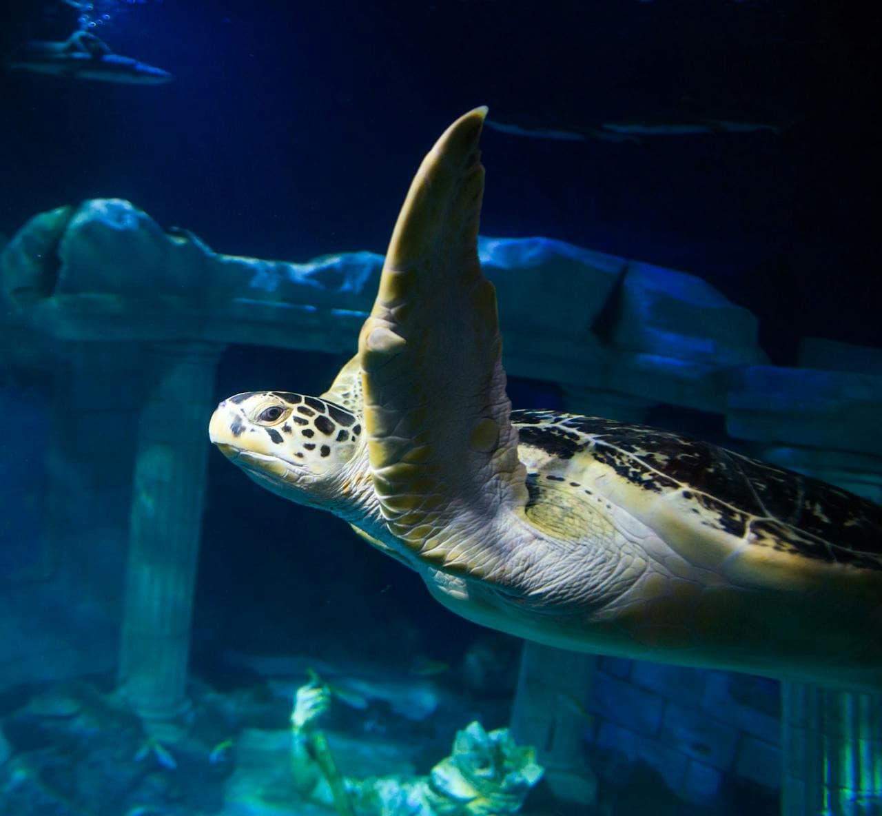SEA LIFE Porto Ticket - მთავარი სურათი