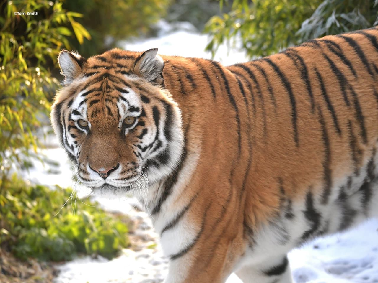 Colchester Zoo Ticket - სურათი 5