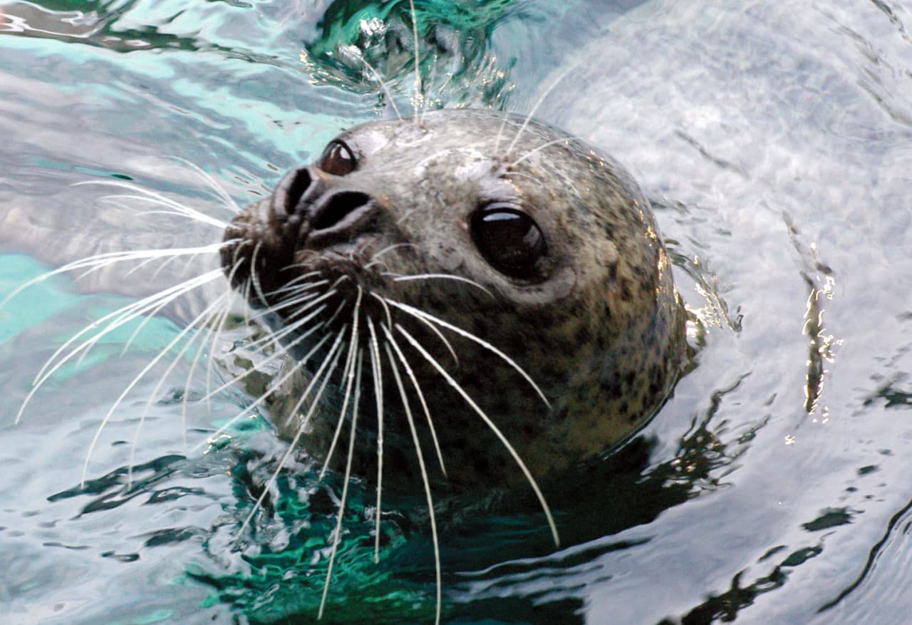 Shinagawa Aquarium Ticket - სურათი 4