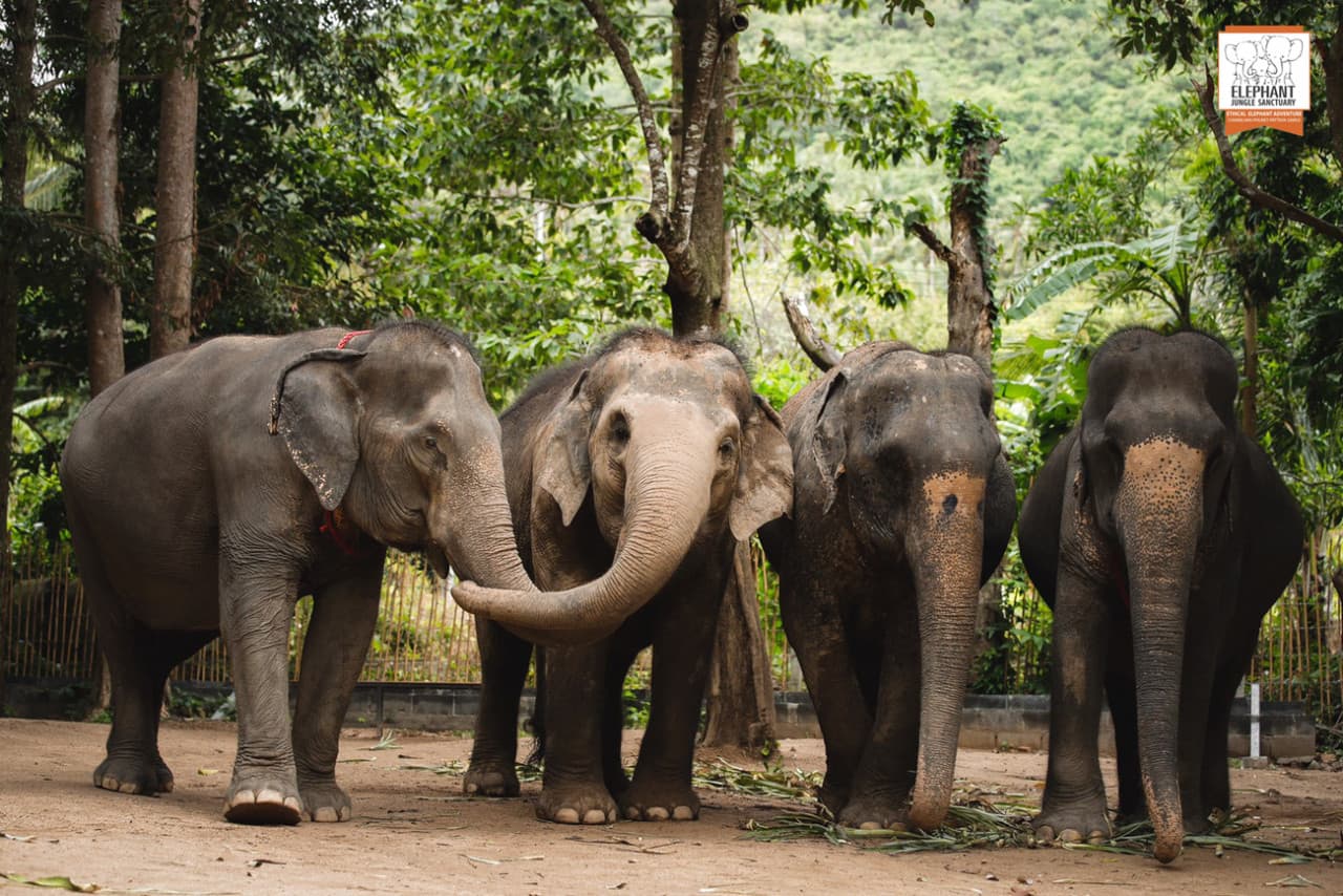 Elephant Jungle Sanctuary Koh Samui - სურათი 2