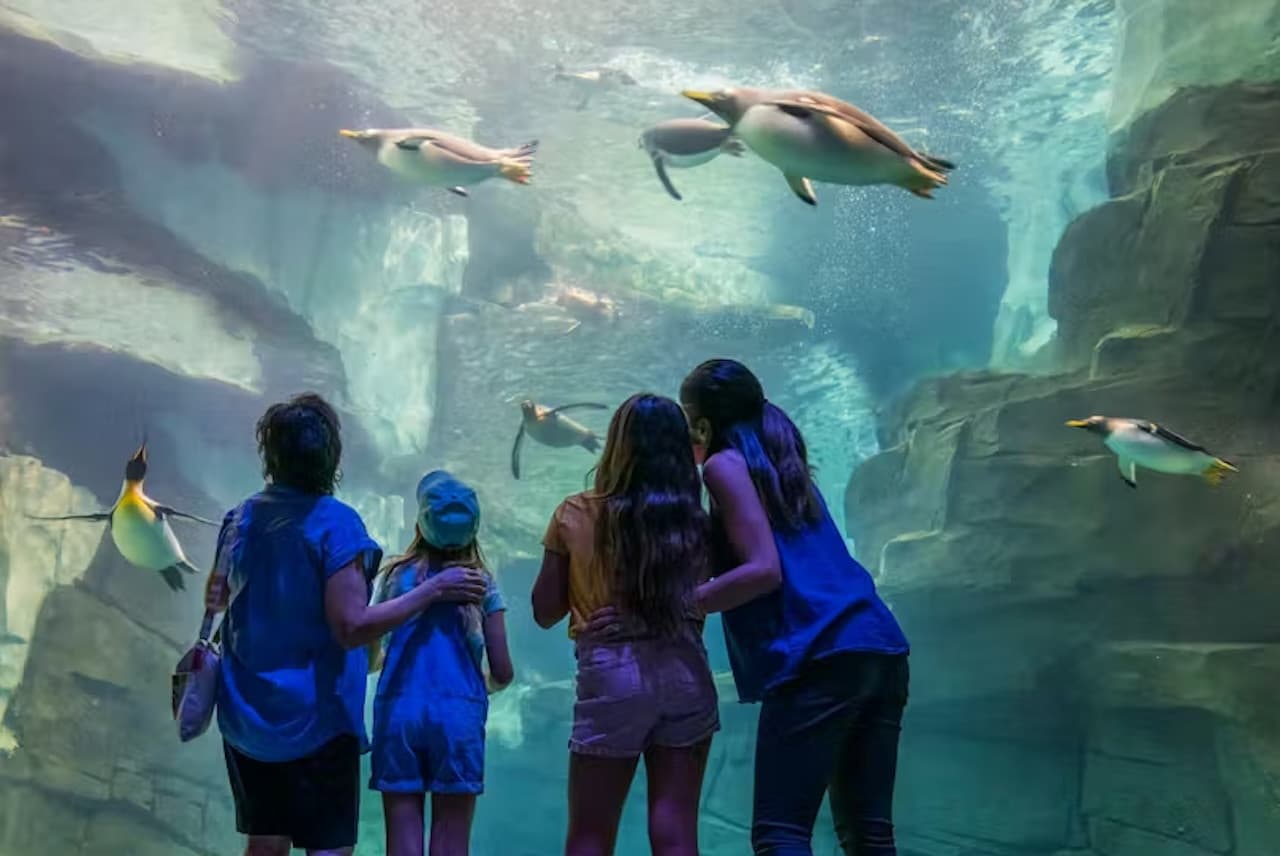SeaWorld Orlando Ticket: Direct Entry + Optional All-Day Dining Deal + Multi-Park Discount Ticket - სურათი 16