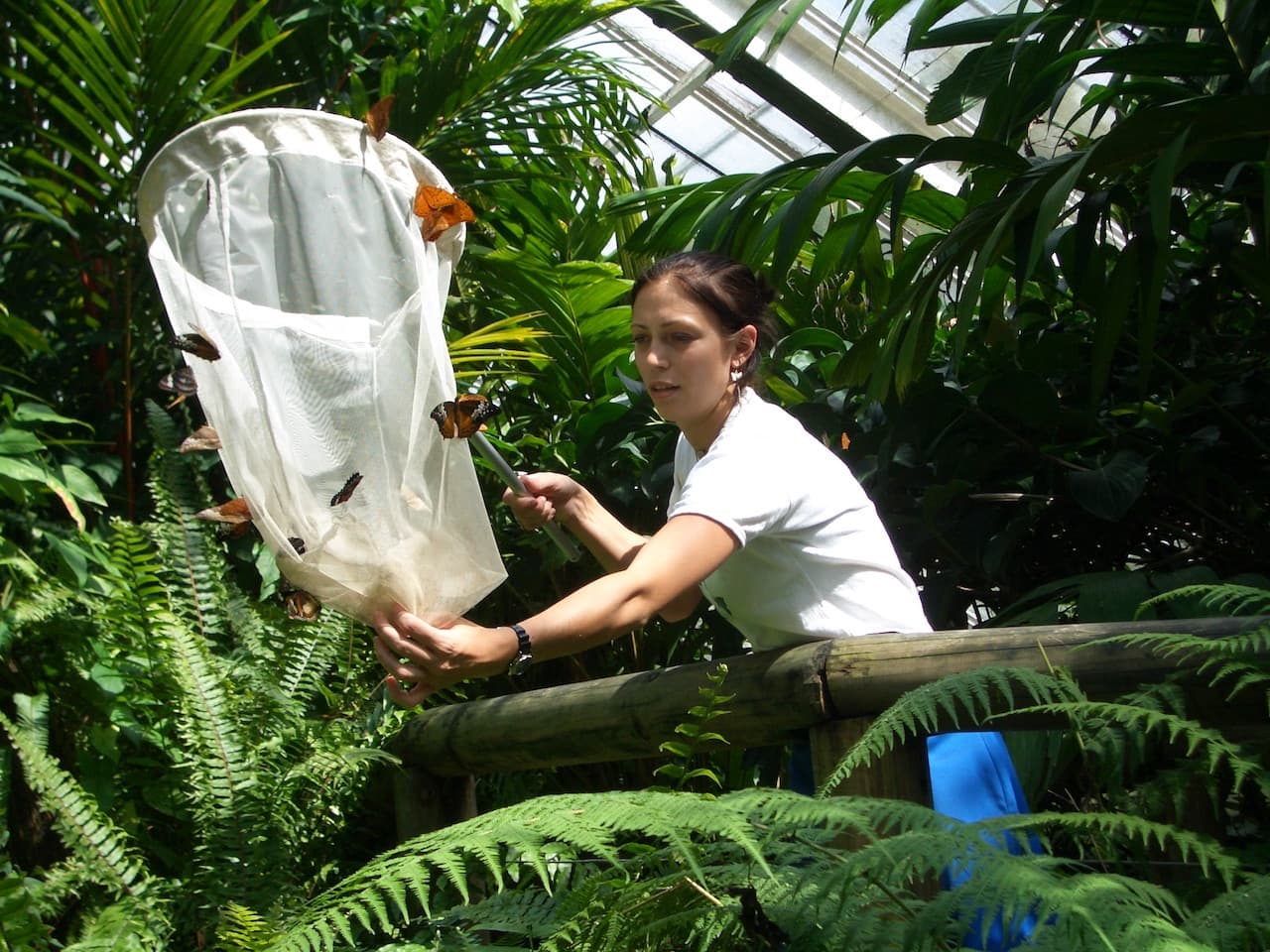 Australian Butterfly Sanctuary - სურათი 4
