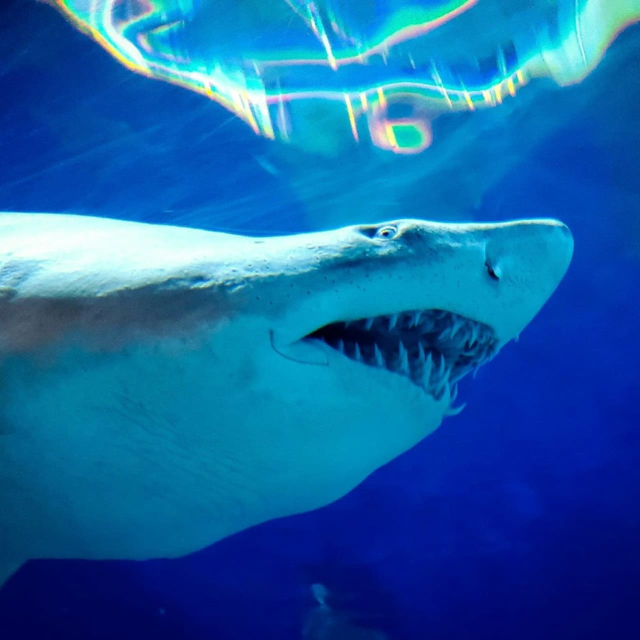 Downtown Aquarium Denver Ticket - სურათი 5