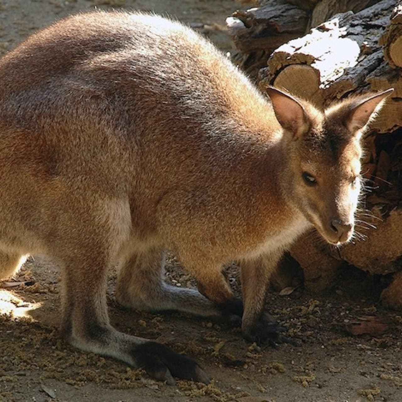 Bioparco: The Zoo of Rome - სურათი 12