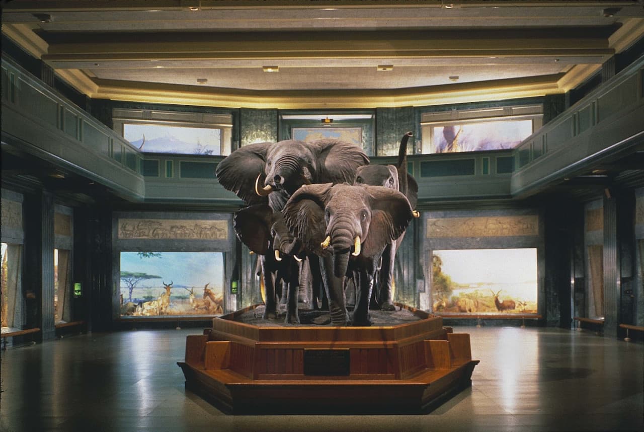 American Museum of Natural History Ticket - სურათი 2