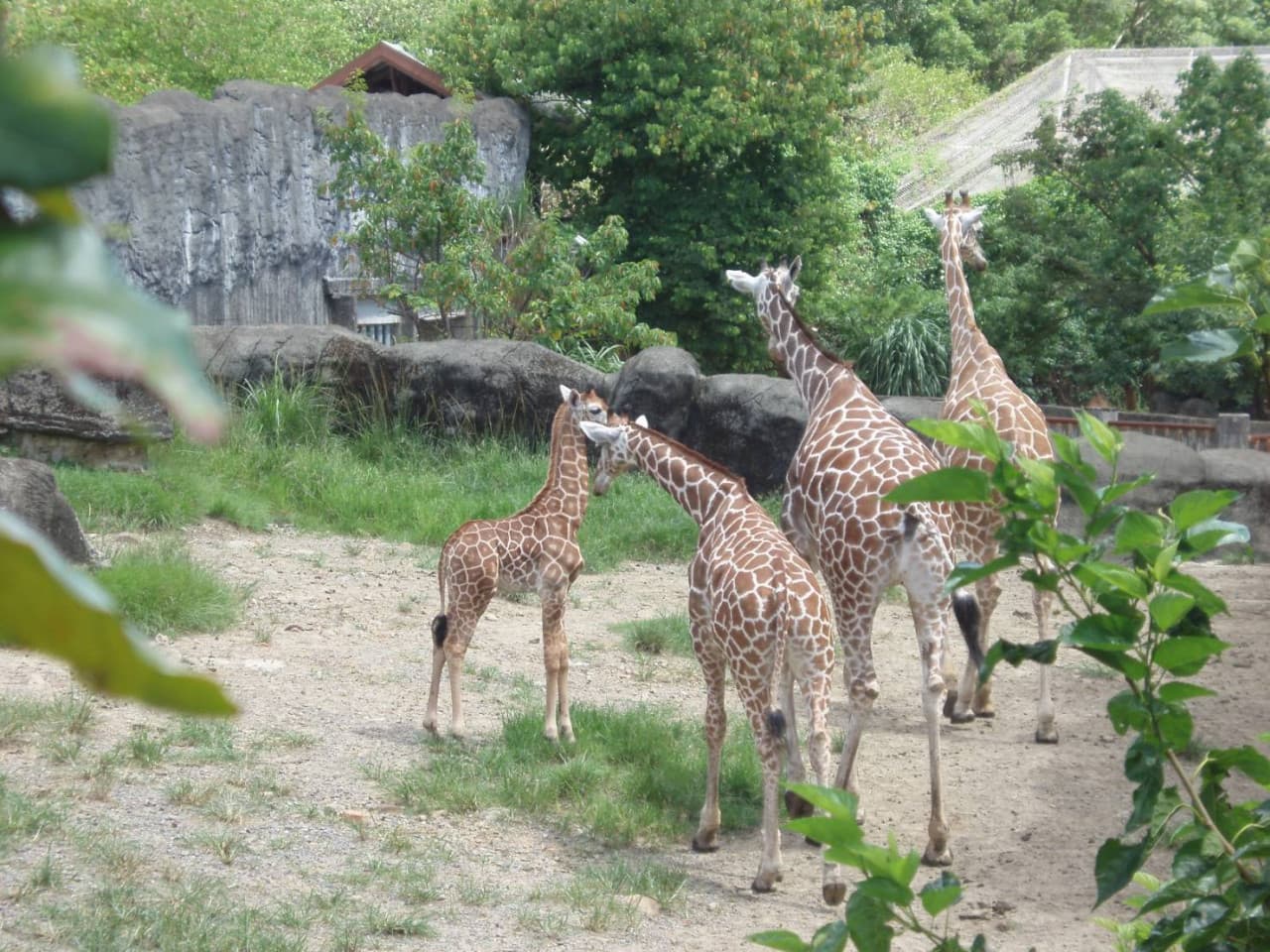 Taipei Zoo - მთავარი სურათი