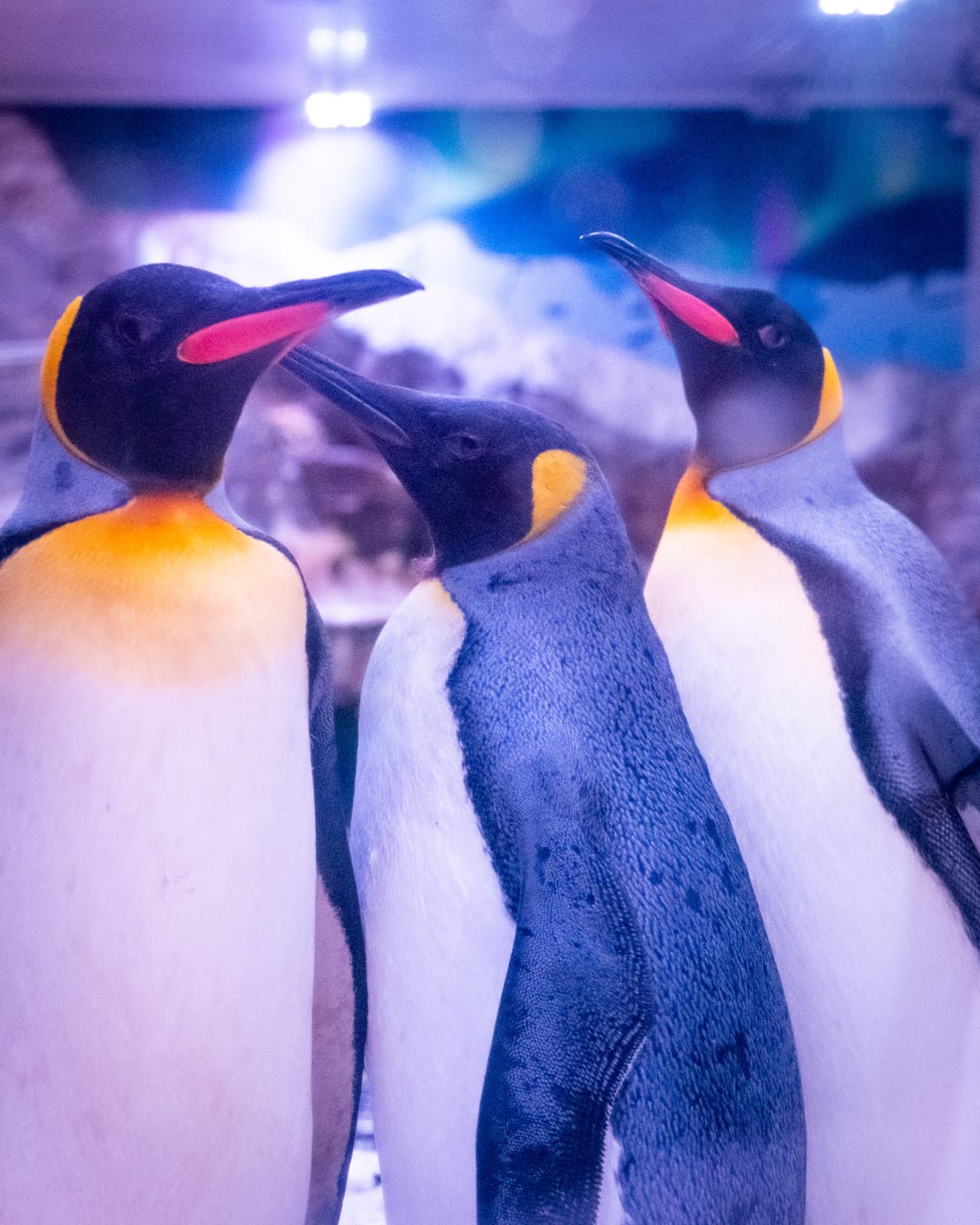 SEA LIFE Paris Aquarium Ticket - სურათი 2