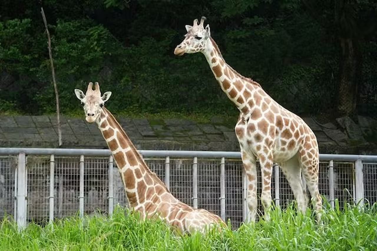 Nagoya-City Higashiyama Zoo and Botanical Gardens - სურათი 2