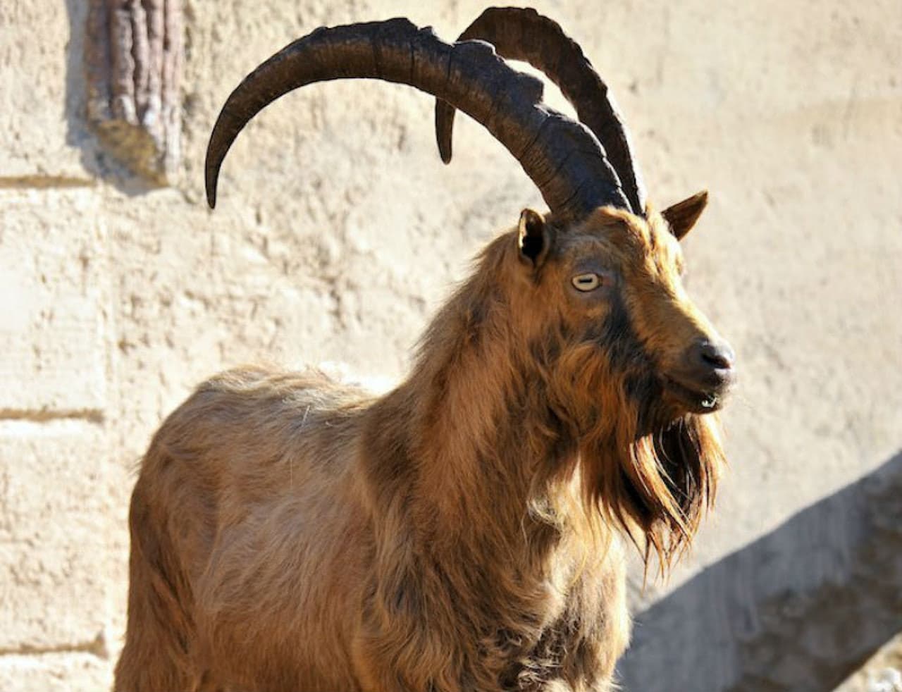Bioparco: The Zoo of Rome - სურათი 10