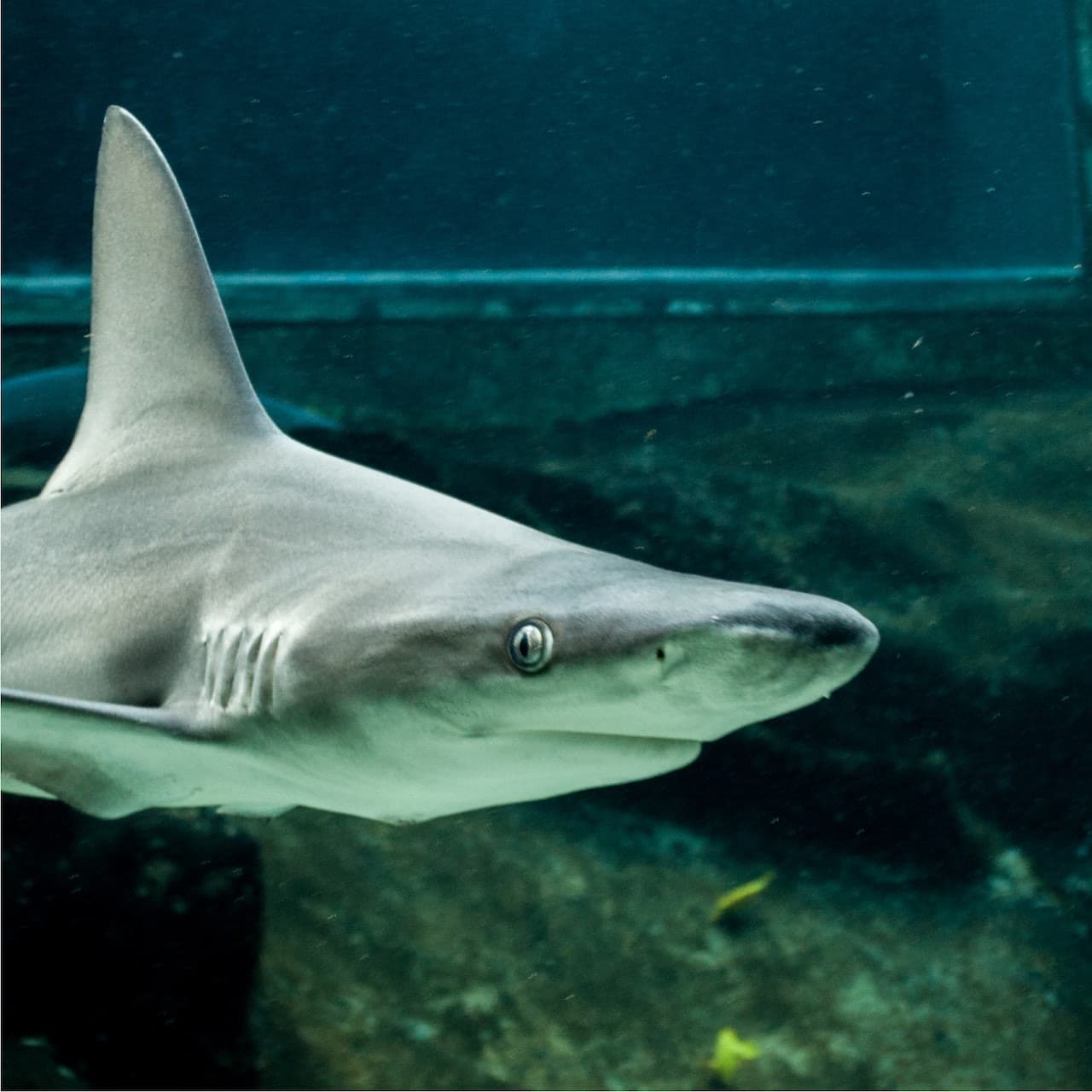 Sea Life Park Hawaii - სურათი 3