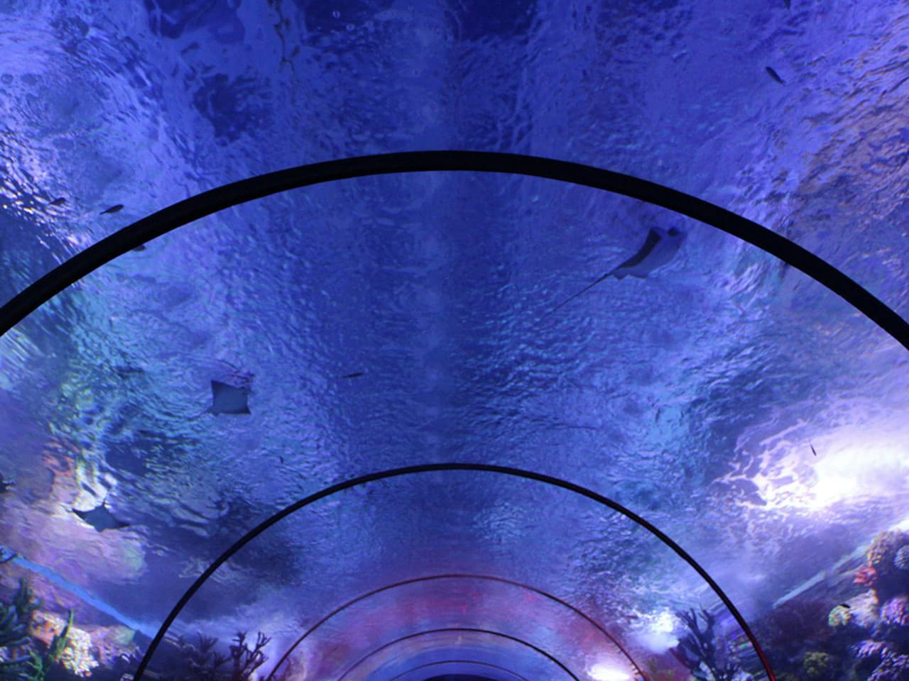 Antalya Aquarium and Face 2 Face Wax Museum Ticket - სურათი 5