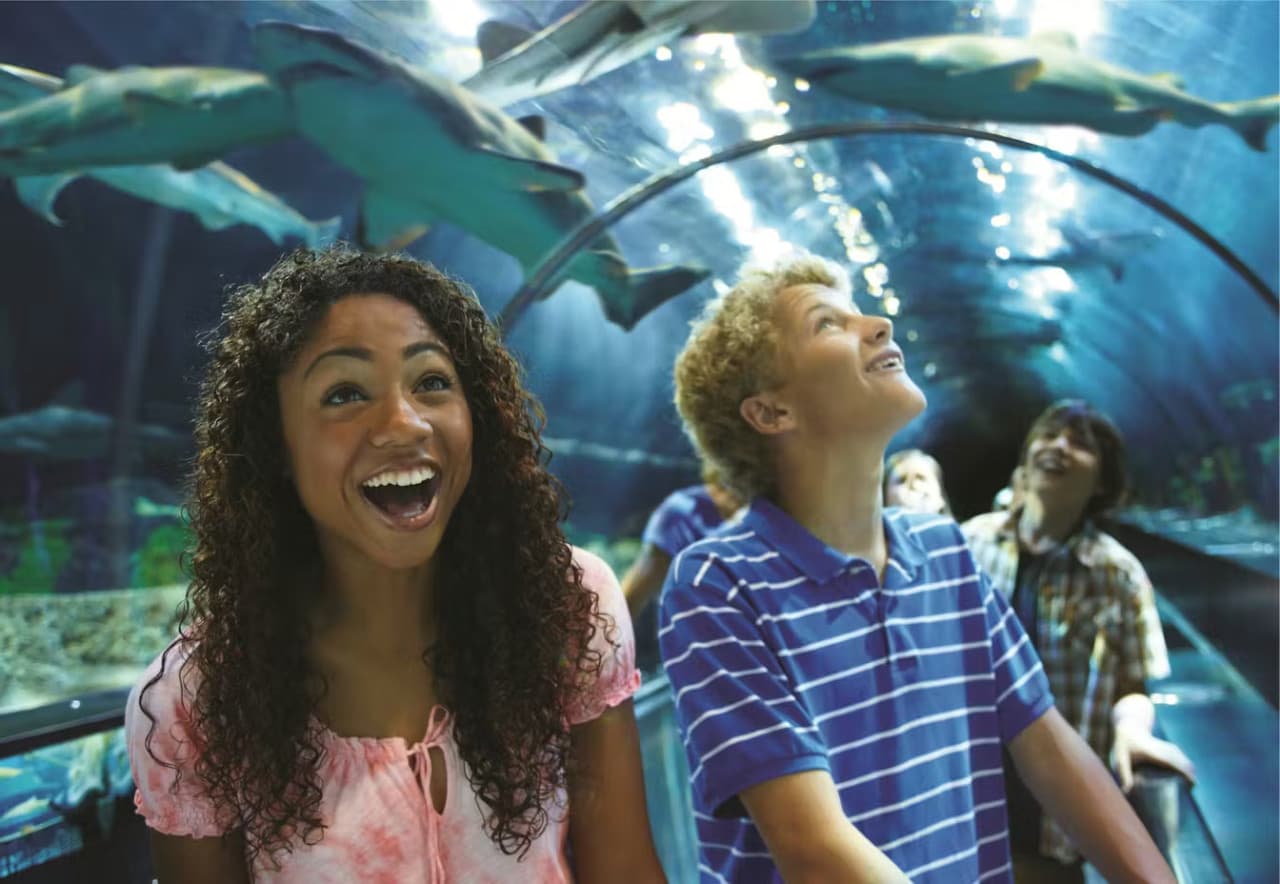 SeaWorld Orlando Ticket: Direct Entry + Optional All-Day Dining Deal + Multi-Park Discount Ticket - სურათი 17