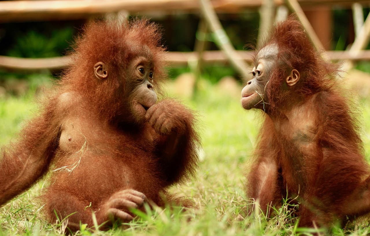 Lombok Wildlife Park: Intimate Wildlife Experience - სურათი 3