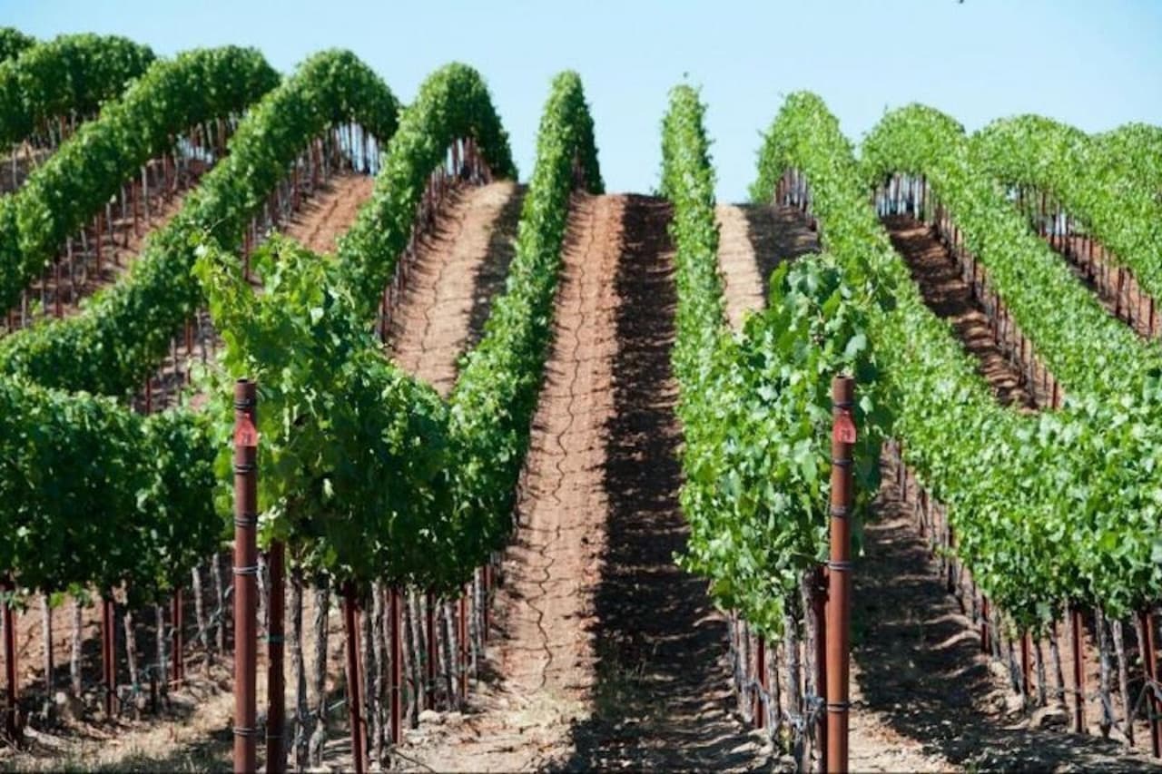 Napa and Sonoma Valley Wine Tasting Tour from San Francisco - სურათი 5