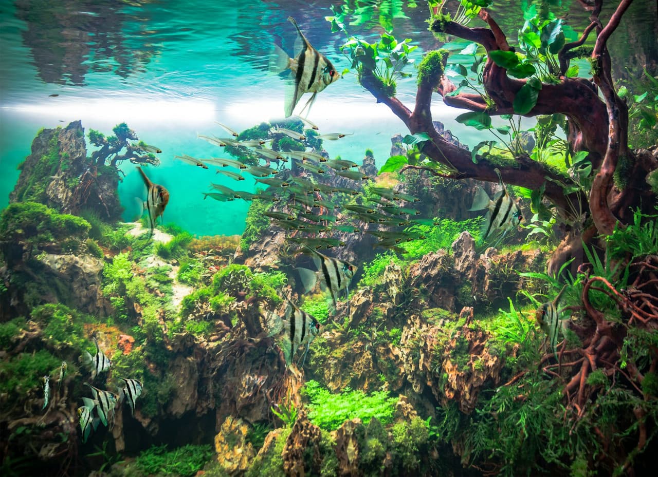 Loro Parque Ticket - სურათი 5