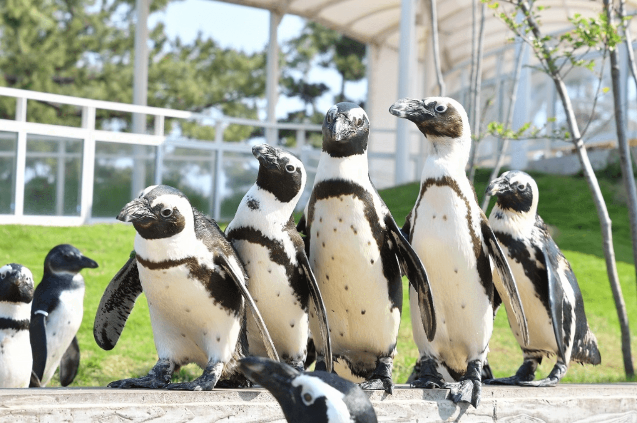 Marine World Uminonakamichi - სურათი 5