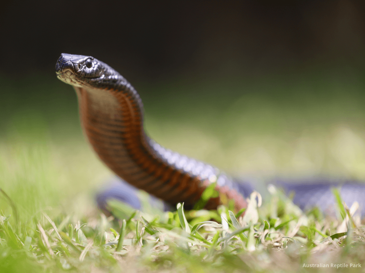 Australian Reptile Park - სურათი 35