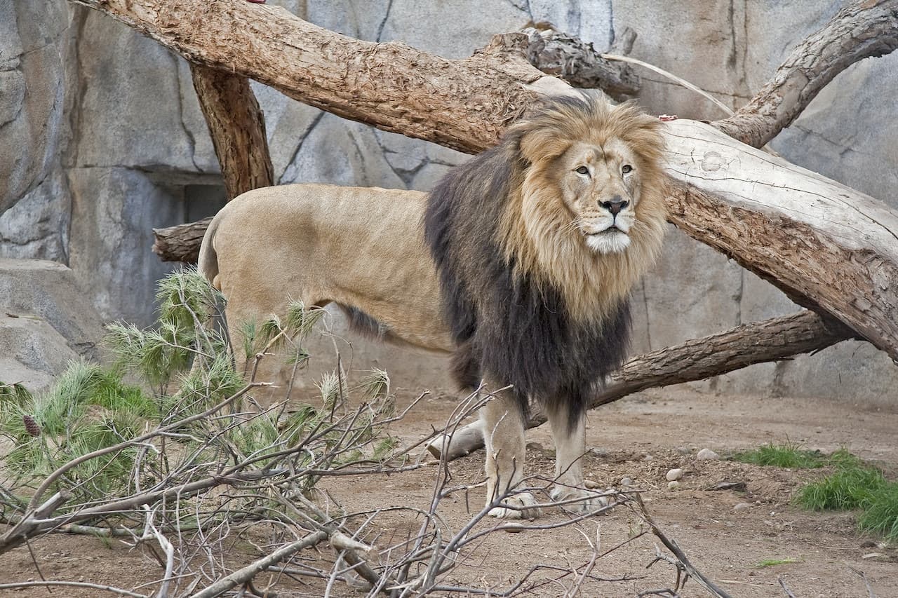 San Diego Zoo - სურათი 11