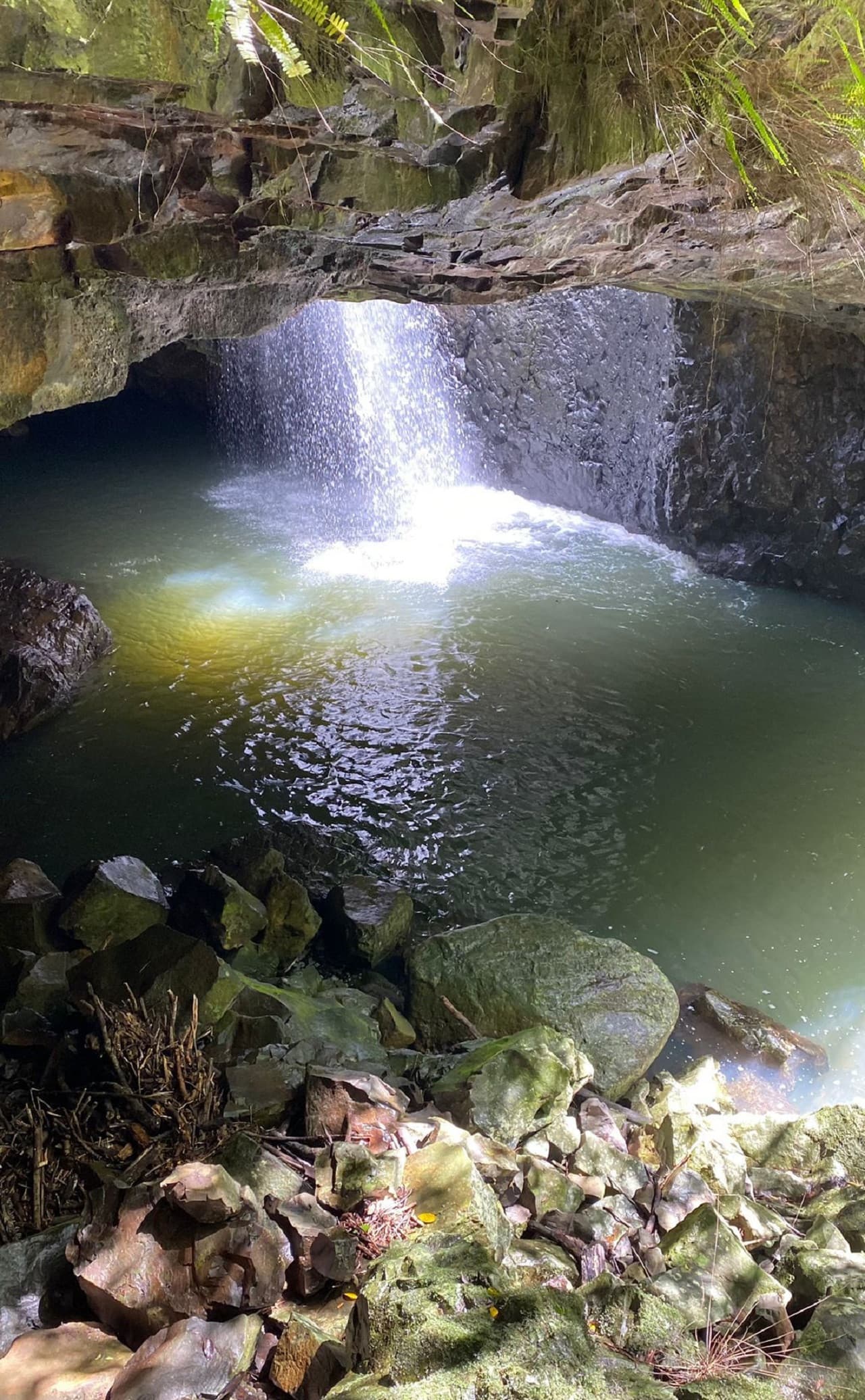 Springbrook National Park Tour: Natural Bridge and Waterfalls - სურათი 13