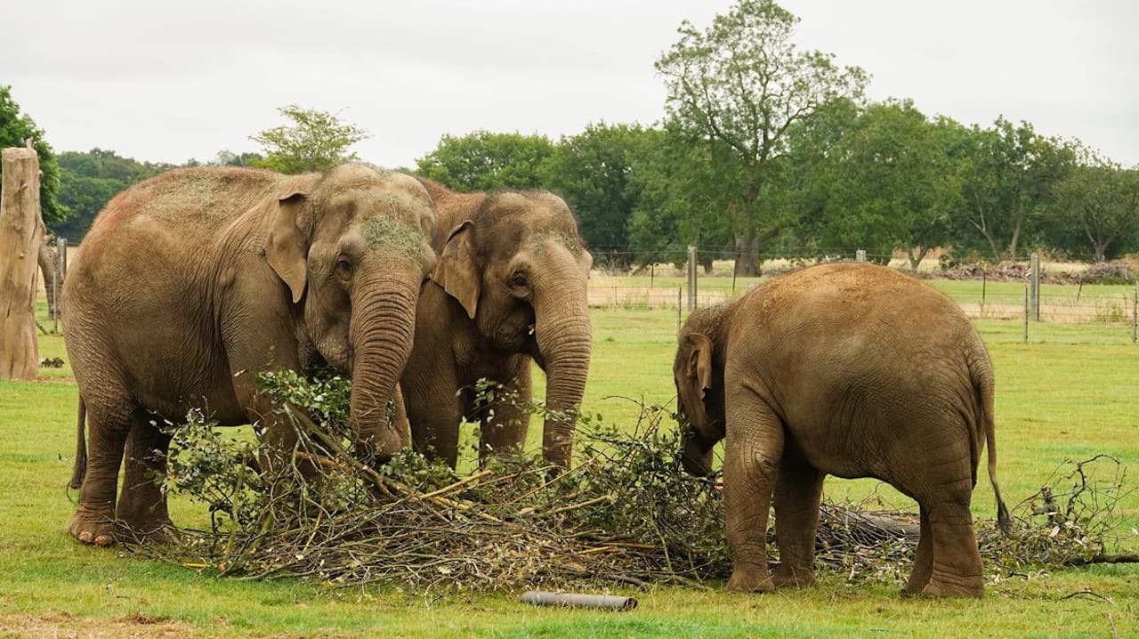 ZSL Whipsnade Zoo - სურათი 4
