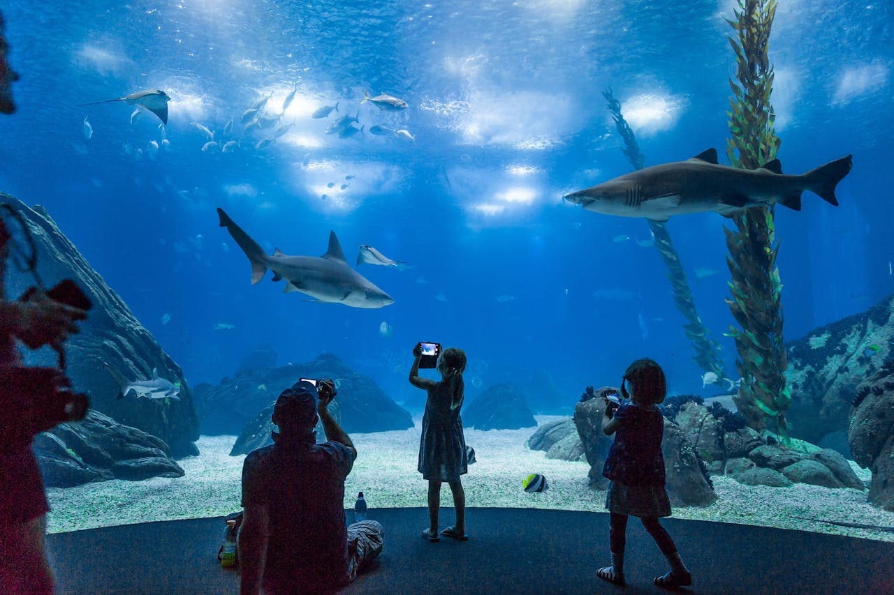 Oceanário de Lisboa Ticket - სურათი 7