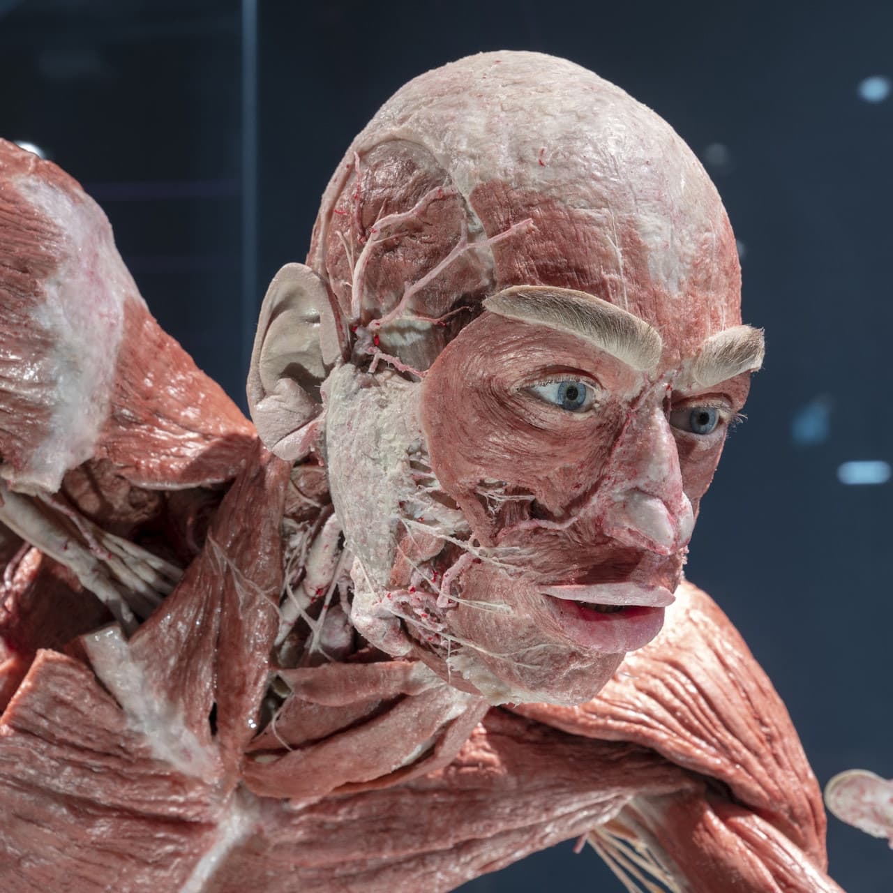 BODY WORLDS Berlin - მთავარი სურათი