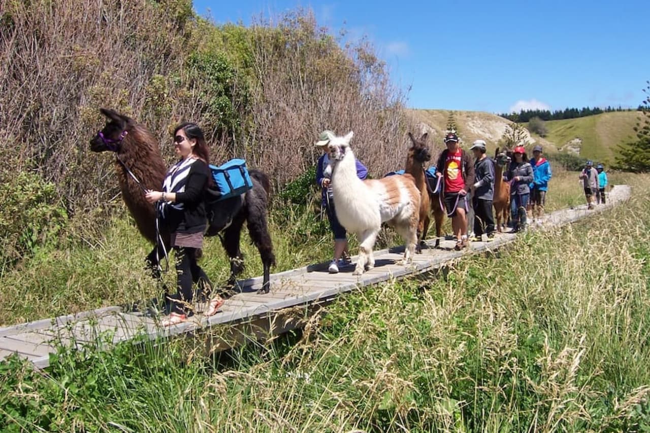 Half-Day Coastal Llama Trek from Kaikoura - სურათი 3