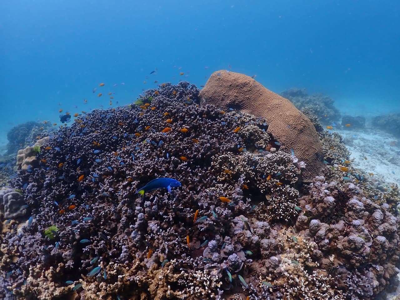 Raya Noi, Raya Yai, and Maiton Island Snorkelling Tour from Phuket - სურათი 12